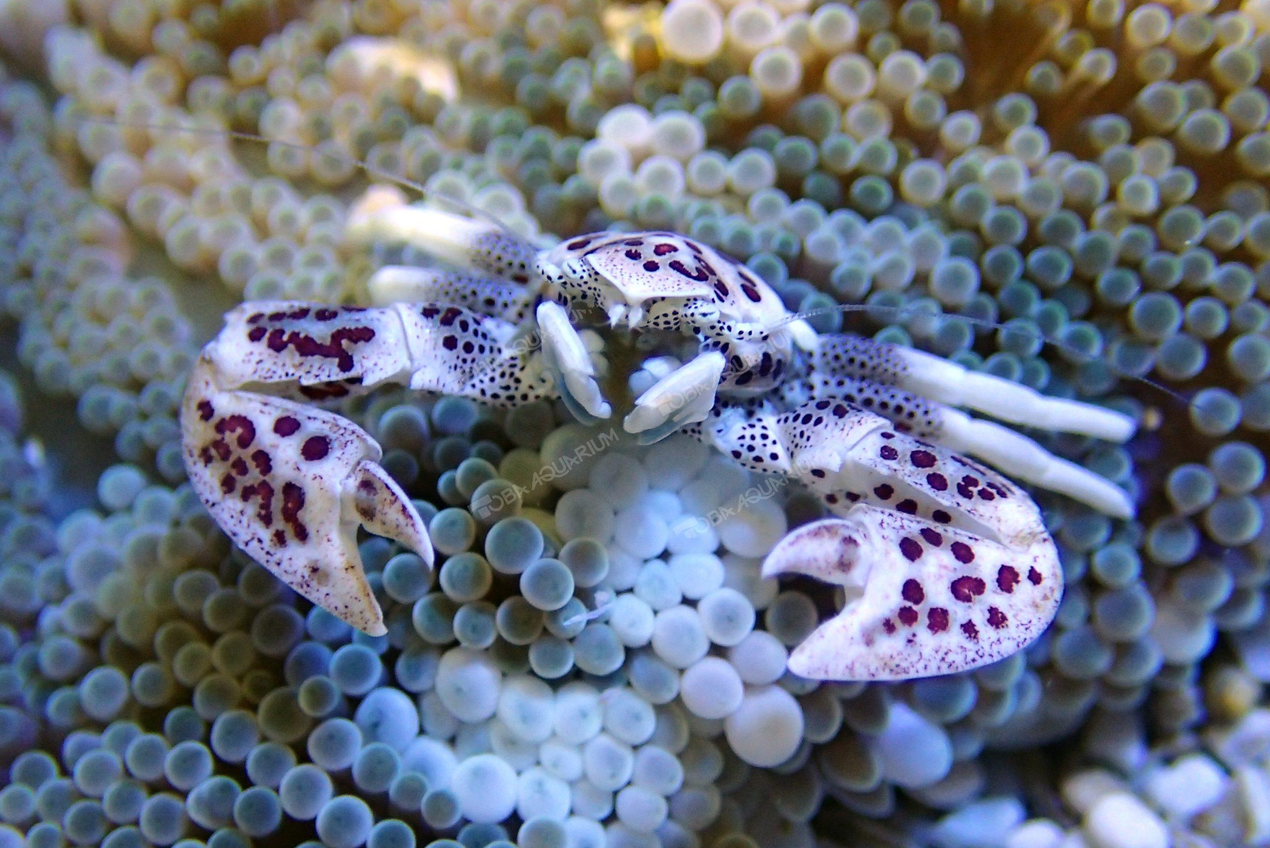 カニアタマ アカボシカニダマシ - 生きもの図鑑 鳥羽水族館